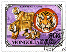 Монголия хищные животные тигр