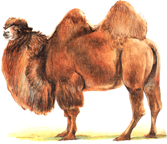 на почтовых марках верблюд