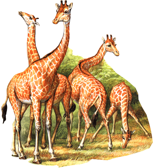 на почтовых марках жираф