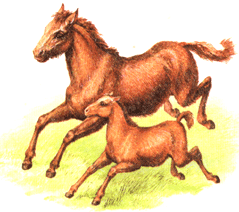Лошади на почтовых марках