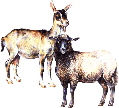 Овцы и козы на почтовых марках