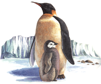 на почтовых марках пингвин