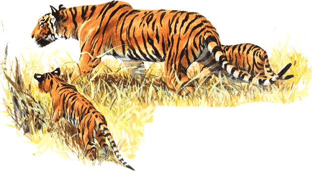 на почтовых марках тигр