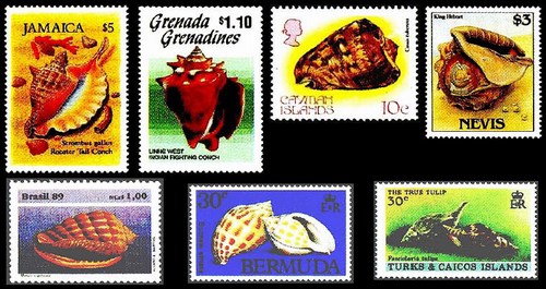 Моллюски в Карибской провинции на знаках почтовой оплаты