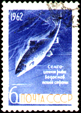 1962 год Семга - ценная рыба водоёмов нашей страны