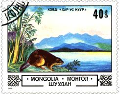 Монголия бобр